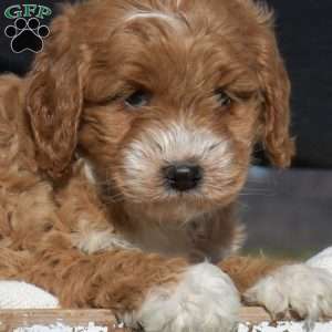 Karen, Mini Goldendoodle Puppy
