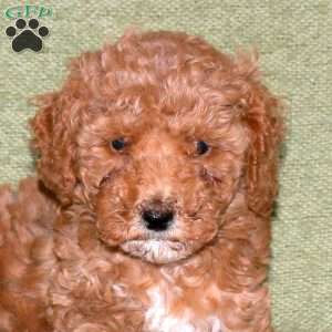 Karen, Miniature Poodle Puppy