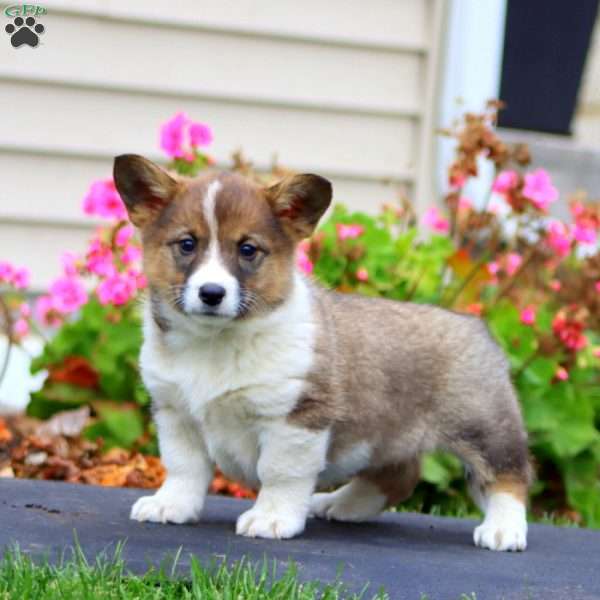 Karen, Welsh Corgi Mix Puppy