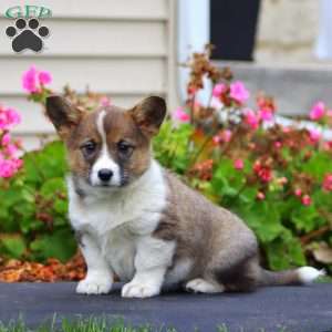 Karen, Welsh Corgi Mix Puppy