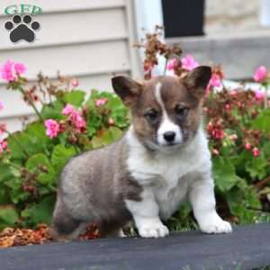 Karen, Welsh Corgi Mix Puppy