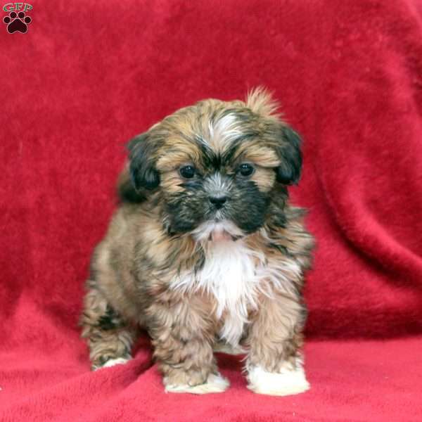 Kari, Shih Tzu Puppy