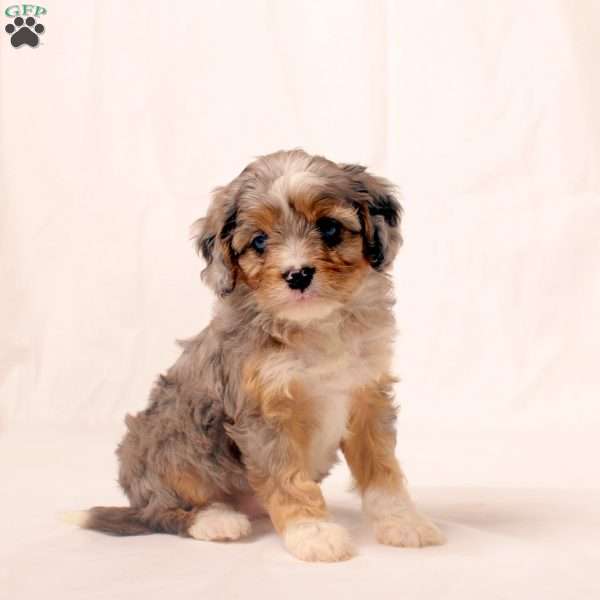 Kari, Cavapoo Puppy