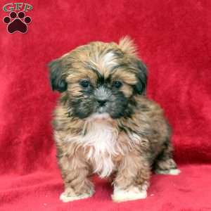 Kari, Shih Tzu Puppy