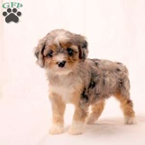 Kari, Cavapoo Puppy
