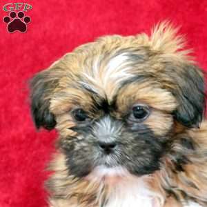 Kari, Shih Tzu Puppy