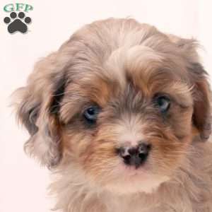 Kari, Cavapoo Puppy
