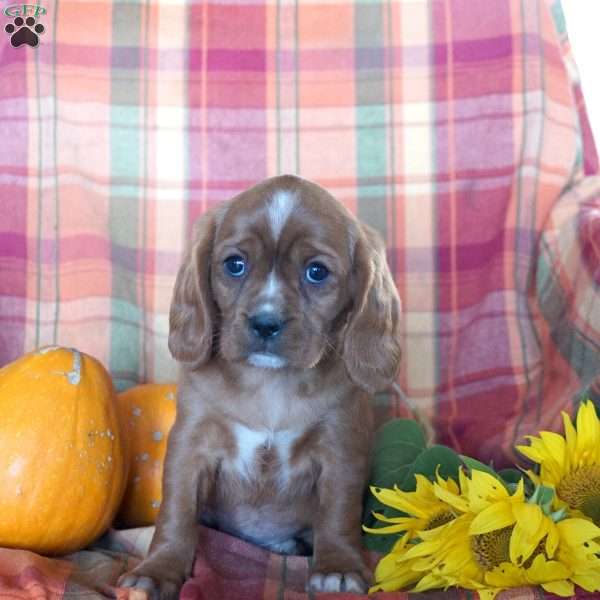 Karl, Beaglier Puppy