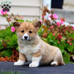 Welsh Corgi Mix Puppies For Sale | Greenfield Puppies