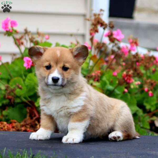 Karla, Welsh Corgi Mix Puppy