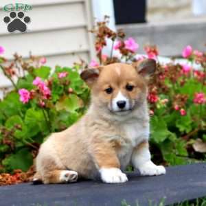 Karla, Welsh Corgi Mix Puppy