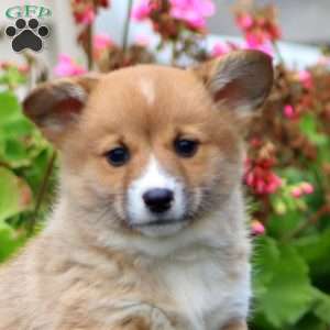 Karla, Welsh Corgi Mix Puppy