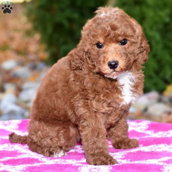 Karla, Miniature Poodle Puppy
