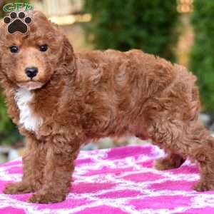 Karla, Miniature Poodle Puppy