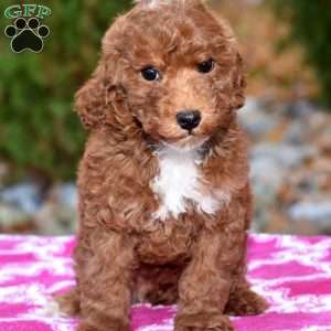 Karla, Miniature Poodle Puppy