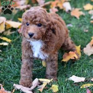 Karla, Miniature Poodle Puppy