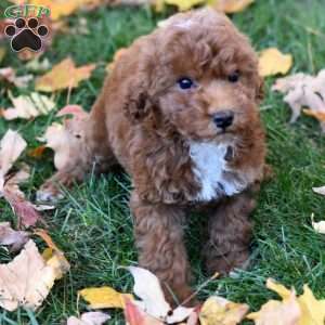 Karla, Miniature Poodle Puppy