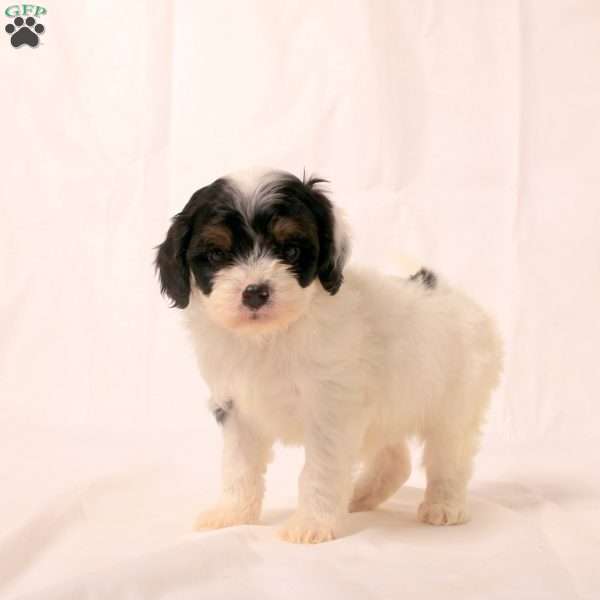 Karson, Cavapoo Puppy