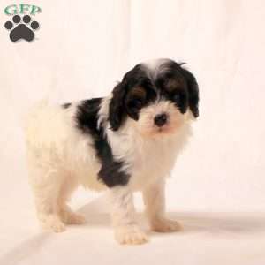 Karson, Cavapoo Puppy