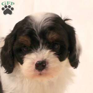 Karson, Cavapoo Puppy