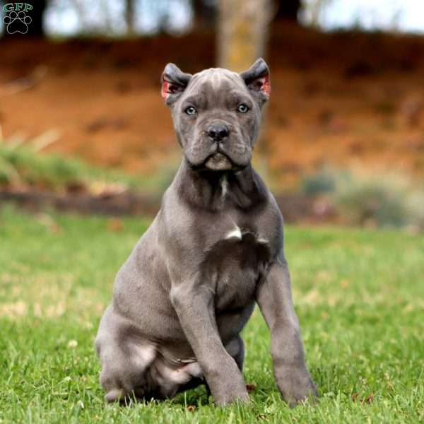 Karter, Cane Corso Puppy