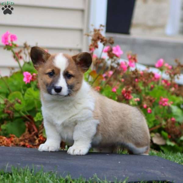 Karter, Welsh Corgi Mix Puppy