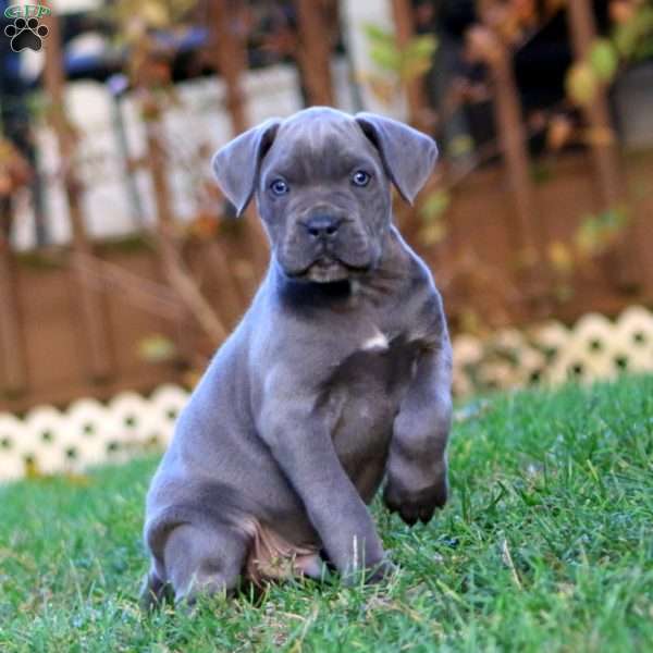 Karter, Cane Corso Puppy