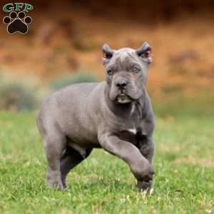 Karter, Cane Corso Puppy