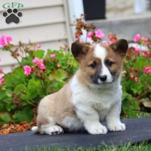 Karter, Welsh Corgi Mix Puppy