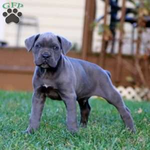 Karter, Cane Corso Puppy