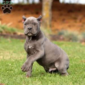 Karter, Cane Corso Puppy