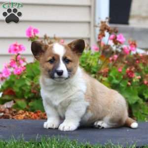 Karter, Welsh Corgi Mix Puppy