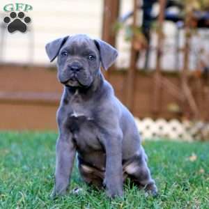 Karter, Cane Corso Puppy