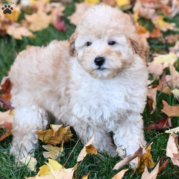 Kasper, Miniature Poodle Puppy