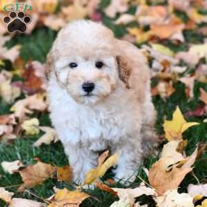 Kasper, Miniature Poodle Puppy