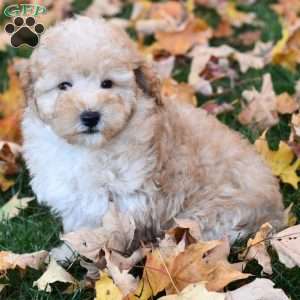 Kasper, Miniature Poodle Puppy