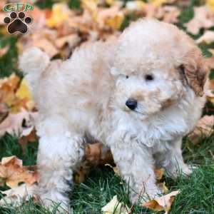 Kasper, Miniature Poodle Puppy