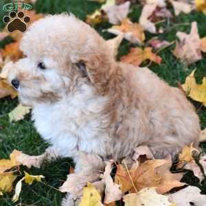 Kasper, Miniature Poodle Puppy