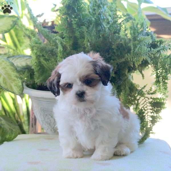 Kassie, Teddy Bear Puppy