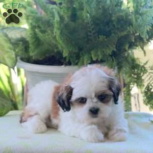 Kassie, Teddy Bear Puppy