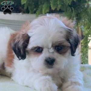 Kassie, Teddy Bear Puppy