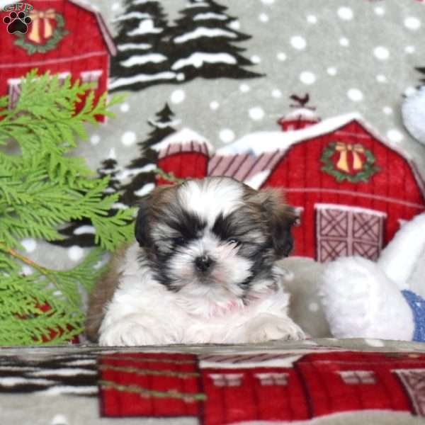 Kathy, Shih Tzu Puppy