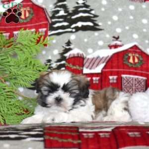 Kathy, Shih Tzu Puppy