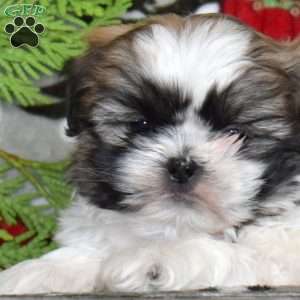 Kathy, Shih Tzu Puppy