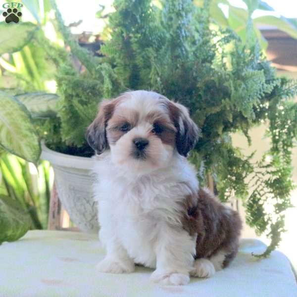 Kayla, Teddy Bear Puppy