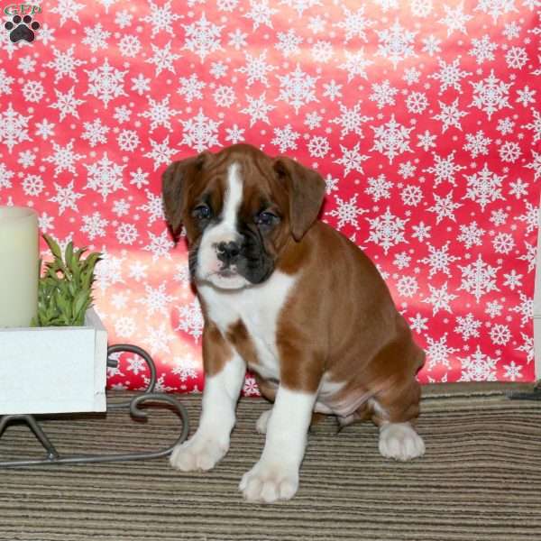 Kayla, Boxer Puppy