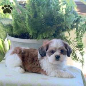 Kayla, Teddy Bear Puppy