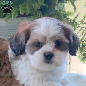 Kayla, Teddy Bear Puppy