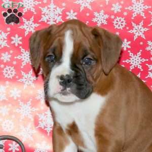 Kayla, Boxer Puppy