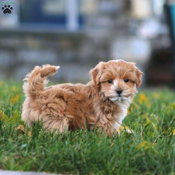 Kayla, Maltipoo Puppy